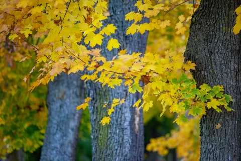 Autumn Forest Path 4K Wallpaper · autumn · 3840×2563