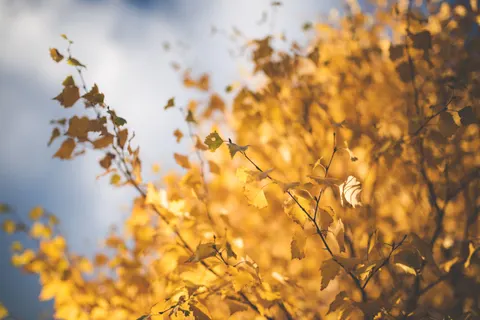 Autumn Forest Path 4K Wallpaper · autumn · 3840×2563