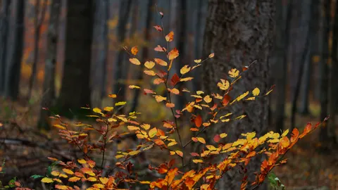 Autumn Forest Path 4K Wallpaper · autumn · 3840×2158