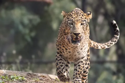 خلفية نمر مرقط بدقة 4K · animals · 3840×2560