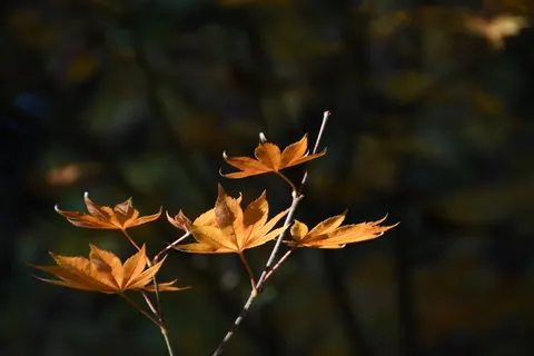 Autumn Forest Path 4K Wallpaper · autumn · 3840×2560
