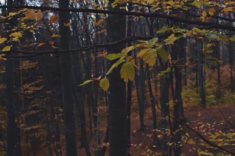 Autumn Forest Path 4K Wallpaper · autumn · 3840×2560