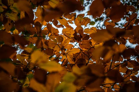 Autumn Forest Path 4K Wallpaper · autumn · 3840×2560