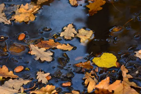 Autumn Forest Path 4K Wallpaper · autumn · 3840×2560