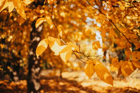Autumn Forest Path 4K Wallpaper · autumn · 3840×2560