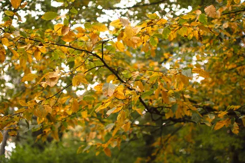Autumn Forest Path 4K Wallpaper · autumn · 3840×2553