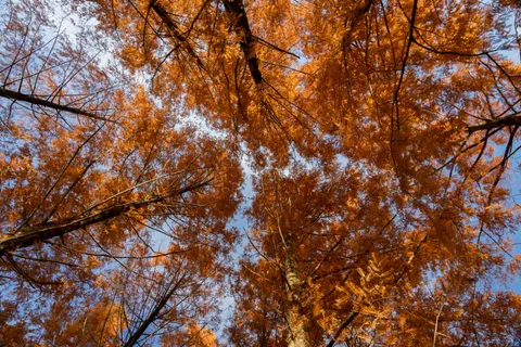 Autumn Forest Path 4K Wallpaper · autumn · 3840×2560