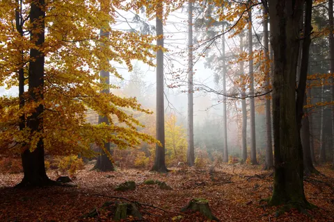 Autumn Forest Path 4K Wallpaper · autumn · 3840×2561