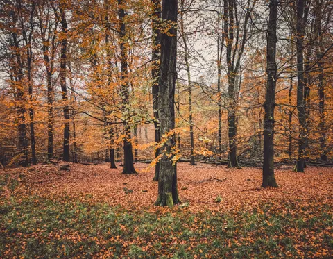 Autumn Forest Path 4K Wallpaper · autumn · 3840×2982