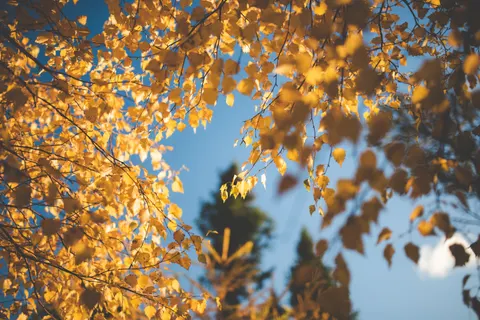 Autumn Forest Path 4K Wallpaper · autumn · 3840×2563