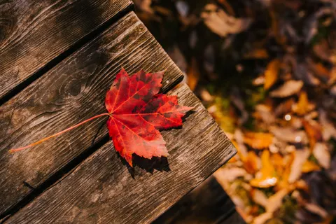 Autumn Maple Leaves 4K Wallpaper · autumn · 3840×2560