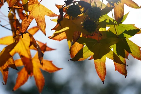 Autumn Maple Leaves 4K Wallpaper · autumn · 3840×2560