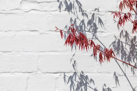Autumn Maple Leaves 4K Wallpaper · autumn · 3840×2560