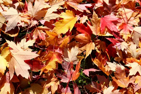Autumn Maple Leaves 4K Wallpaper · autumn · 3840×2560