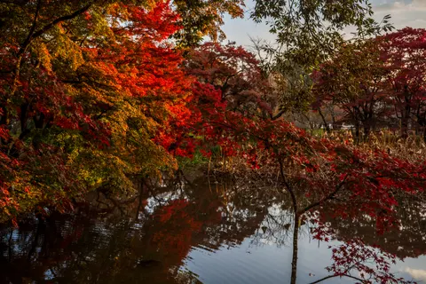 Autumn Maple Leaves 4K Wallpaper · autumn · 3840×2560