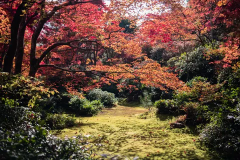 Autumn Maple Leaves 4K Wallpaper · autumn · 3840×2560