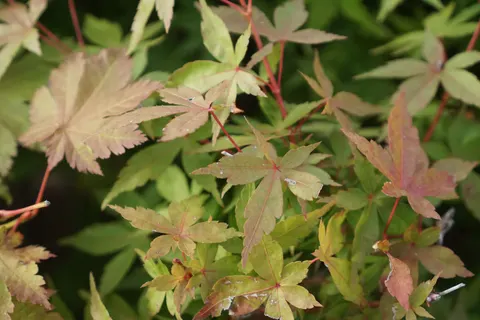 Autumn Maple Leaves 4K Wallpaper · autumn · 3840×2560