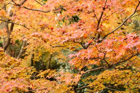 Autumn Maple Leaves 4K Wallpaper · autumn · 3840×2560