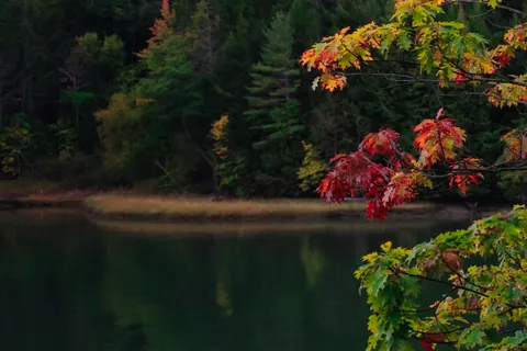 Autumn Maple Leaves 4K Wallpaper · autumn · 3840×2560