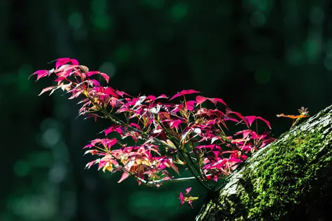 Autumn Maple Leaves 4K Wallpaper · autumn · 3840×2560
