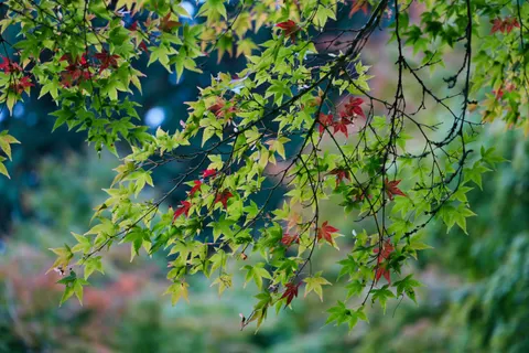 Autumn Maple Leaves 4K Wallpaper · autumn · 3840×2560