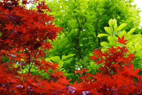 Autumn Maple Leaves 4K Wallpaper · autumn · 3840×2560