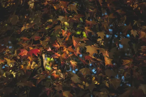 Autumn Maple Leaves 4K Wallpaper · autumn · 3840×2560