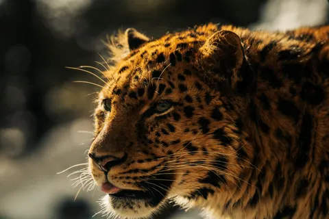 خلفية نمر مرقط بدقة 4K · animals · 3840×2560