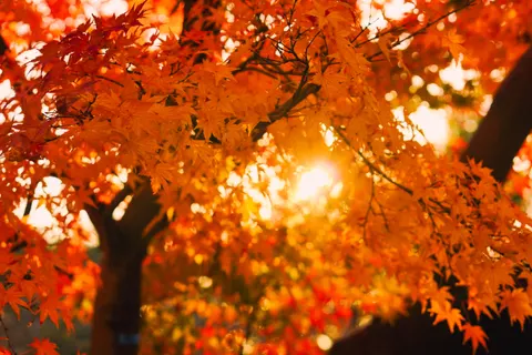 Autumn Maple Leaves 4K Wallpaper · autumn · 3840×2560