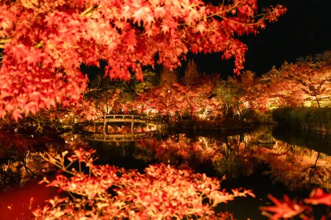 Autumn Maple Leaves 4K Wallpaper · autumn · 3840×2560