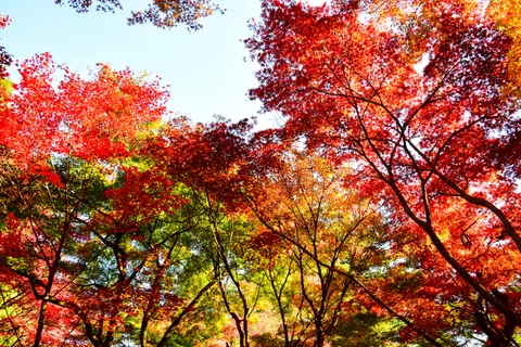 Autumn Maple Leaves 4K Wallpaper · autumn · 3840×2560