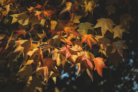 Autumn Maple Leaves 4K Wallpaper · autumn · 3840×2560