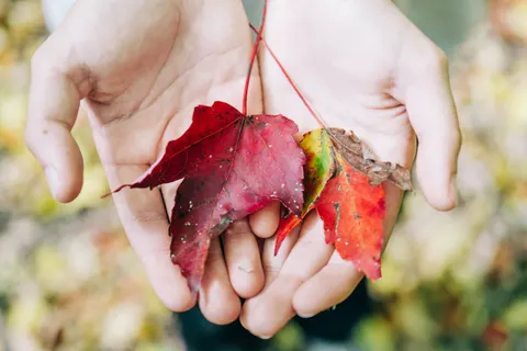 Autumn Maple Leaves 4K Wallpaper · autumn · 3840×2560