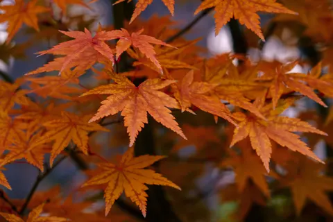 Autumn Maple Leaves 4K Wallpaper · autumn · 3840×2560