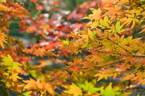 Autumn Maple Leaves 4K Wallpaper · autumn · 3840×2560