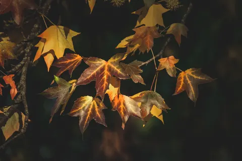 Autumn Maple Leaves 4K Wallpaper · autumn · 3840×2560