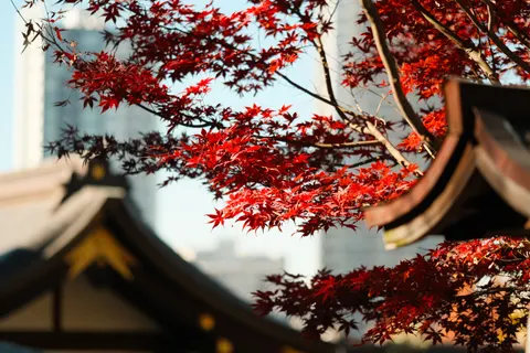 Autumn Maple Leaves 4K Wallpaper · autumn · 3840×2560