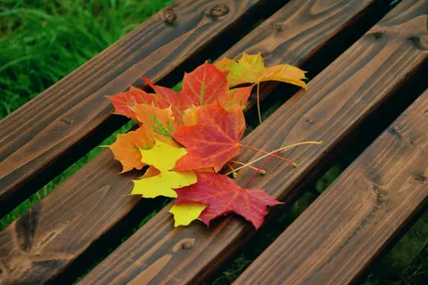 Autumn Maple Leaves 4K Wallpaper · autumn · 3840×2560
