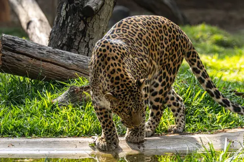 خلفية نمر مرقط بدقة 4K · animals · 3840×2560