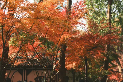 Autumn Maple Leaves 4K Wallpaper · autumn · 3840×2563