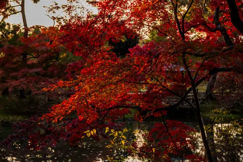 Autumn Maple Leaves 4K Wallpaper · autumn · 3840×2560