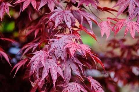 Autumn Maple Leaves 4K Wallpaper · autumn · 3840×2560