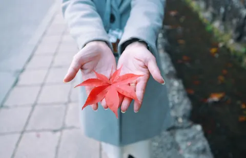 Autumn Maple Leaves 4K Wallpaper · autumn · 3840×2472