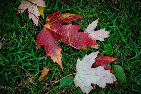 Autumn Maple Leaves 4K Wallpaper · autumn · 3840×2560
