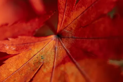 Autumn Maple Leaves 4K Wallpaper · autumn · 3840×2560
