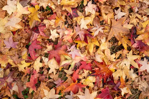 Autumn Maple Leaves 4K Wallpaper · autumn · 3840×2561