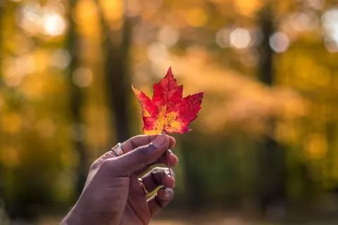 Autumn Maple Leaves 4K Wallpaper · autumn · 3840×2563