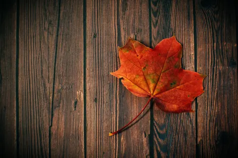 Autumn Maple Leaves 4K Wallpaper · autumn · 3840×2560