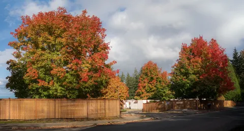 Autumn Maple Leaves 4K Wallpaper · autumn · 3840×2076
