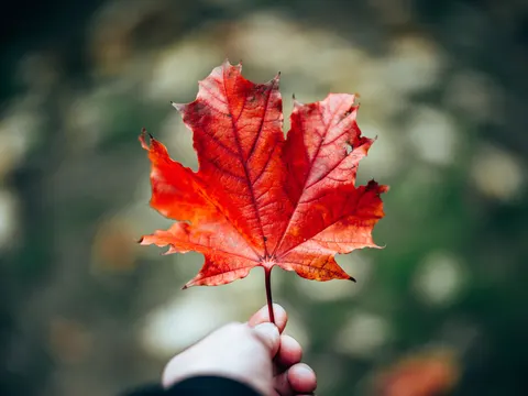 Autumn Maple Leaves 4K Wallpaper · autumn · 3840×2878